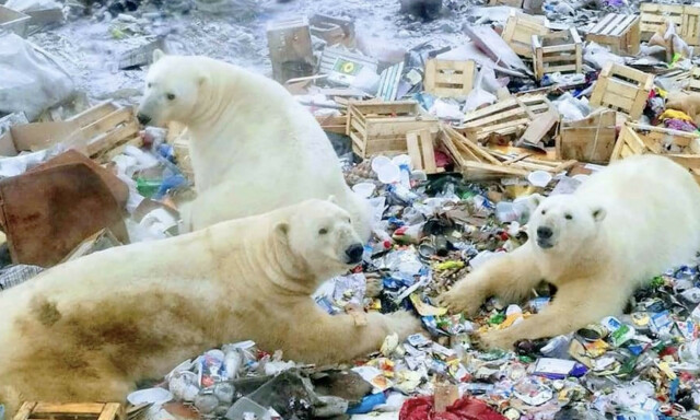 image: Aggressive isbjørner invaderer russisk by